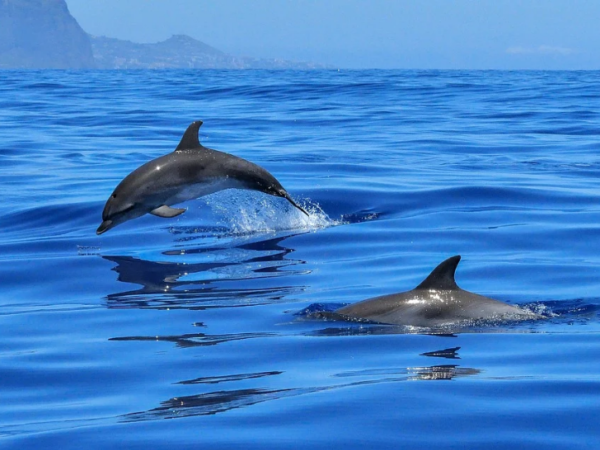дельфины море